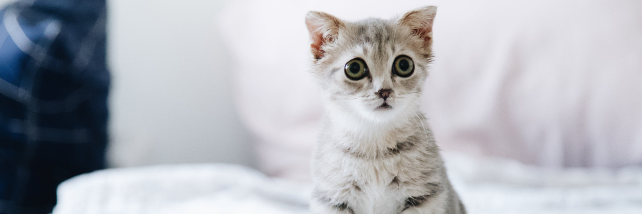 Gatito bebé