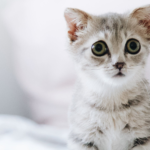 Gatito bebé