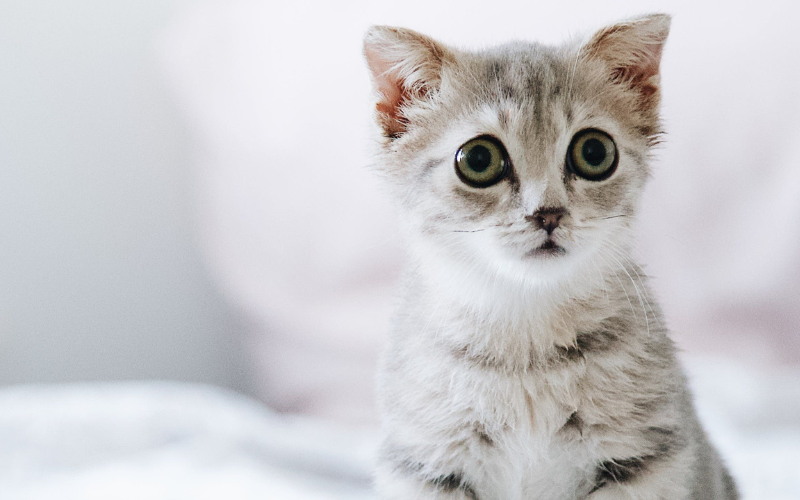La verdad sobre adoptar a un gatito bebé: mitos y realidades