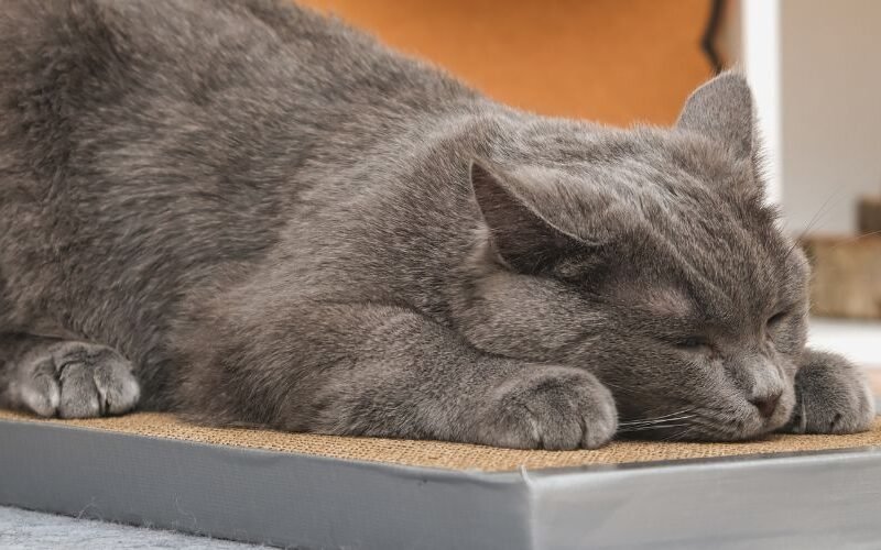 Cómo elegir el rascador perfecto para proteger tus muebles y complacer a tu gato.