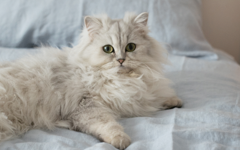 Gato Persa: Cuidados, Personalidad y Consejos para Tener Uno